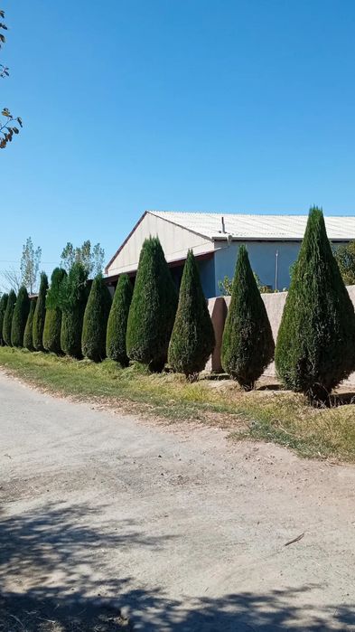 Турли хил арчаларга шакл бериш