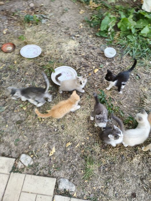 Котята крысыловы.