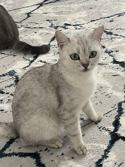 Serebristiy Shinshilla 50$ zotlii mushuk