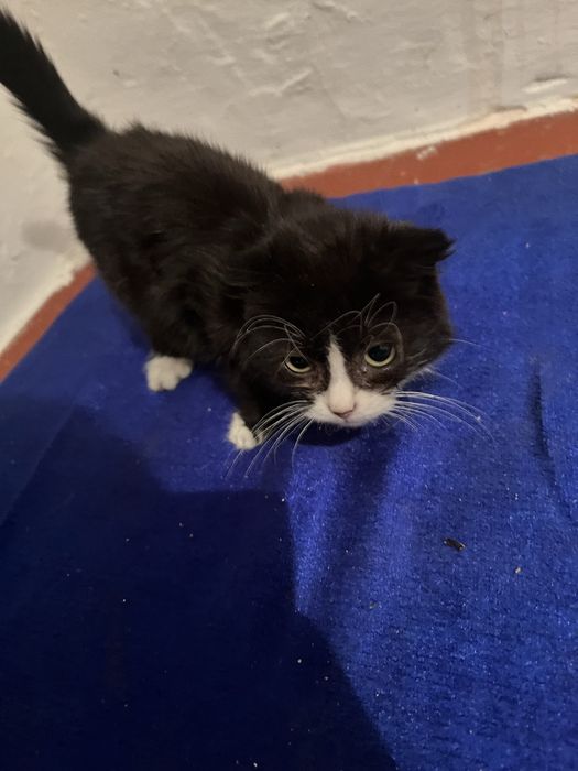 продам котенка метис