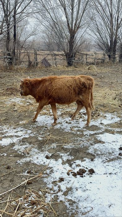 Бычок годовалы