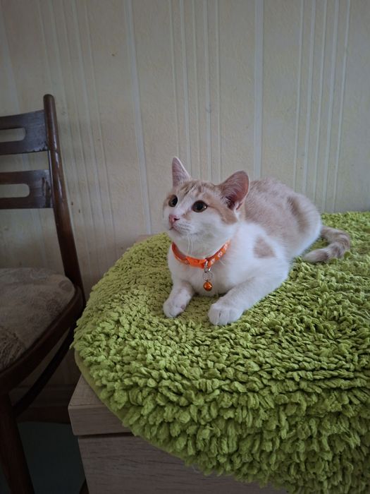 Митя ищет добрых хозяев.