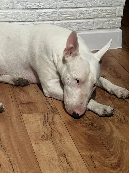 Вязка бультерьер