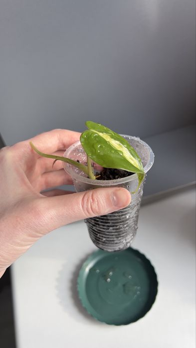 Фил, Энжой, Неон цветы