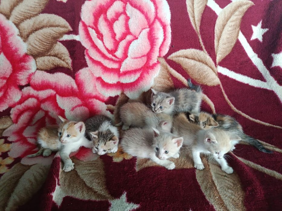 Котята в добрые руки
