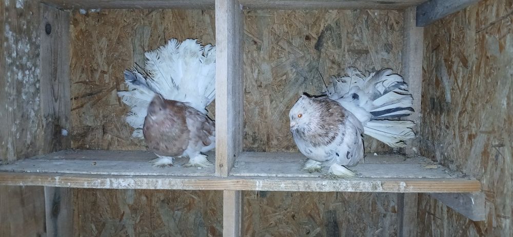 Porumbei voltati indieni