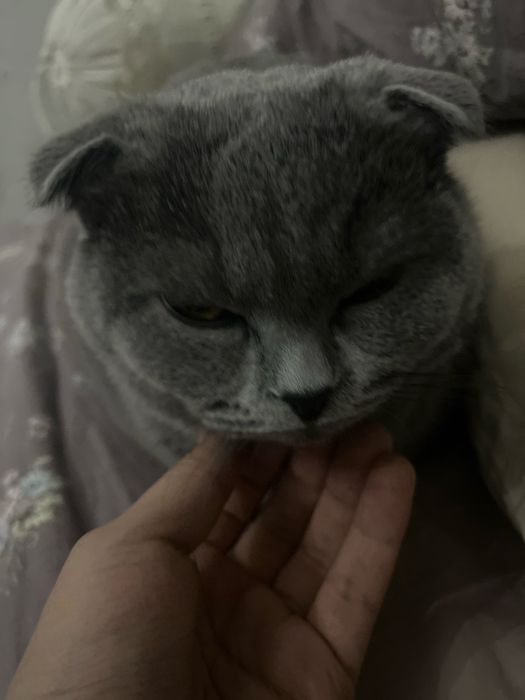 Erkak fold mushuk vyazkaga