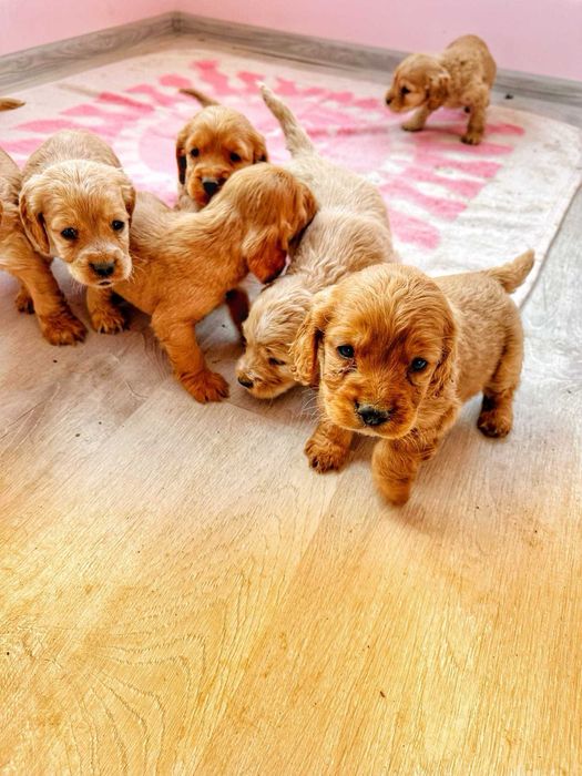 Продавам кокер шпаньоли