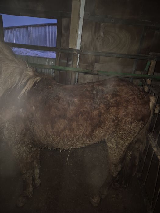 Тайлар с откорма по 550000