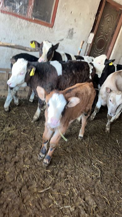 Viței de diferite mărimi