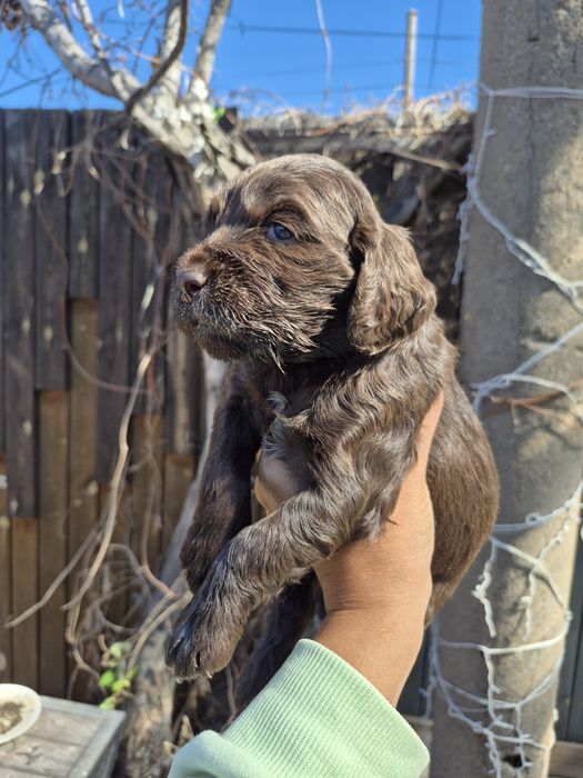 Щенки спаниели мальчик и девочка