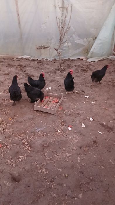 Товук "Кора шахзода",тухумга кирган.