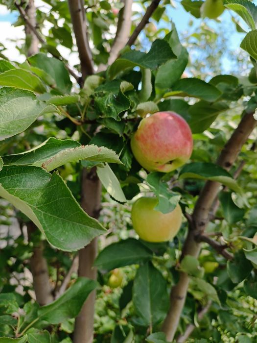 Продам дачу 3 общество