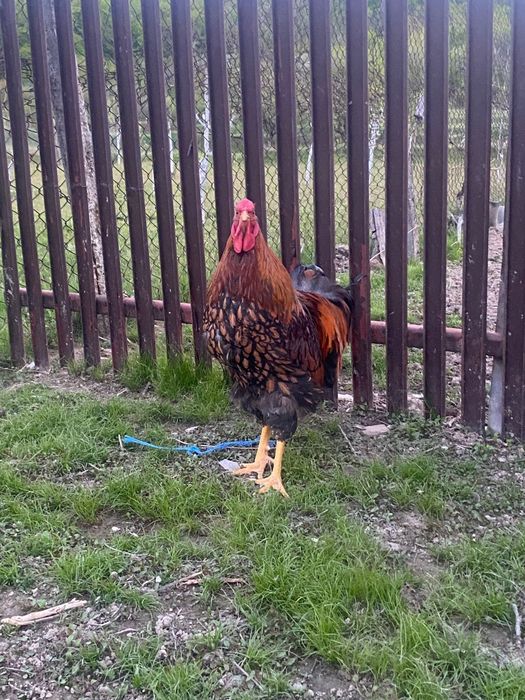 Cocoși de rasă!.