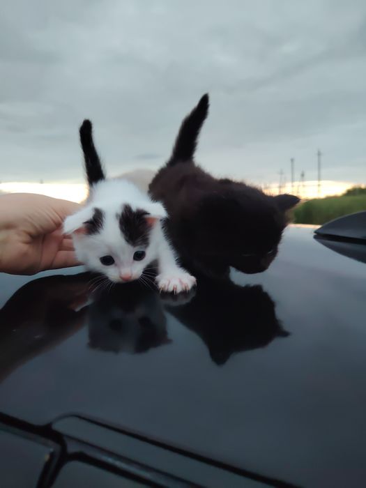 В добрые руки котята мальчики