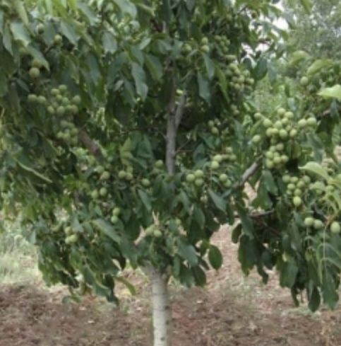 Йонґок кучатлар сотилад