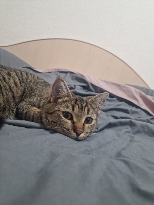 Кошечка ищет дом
