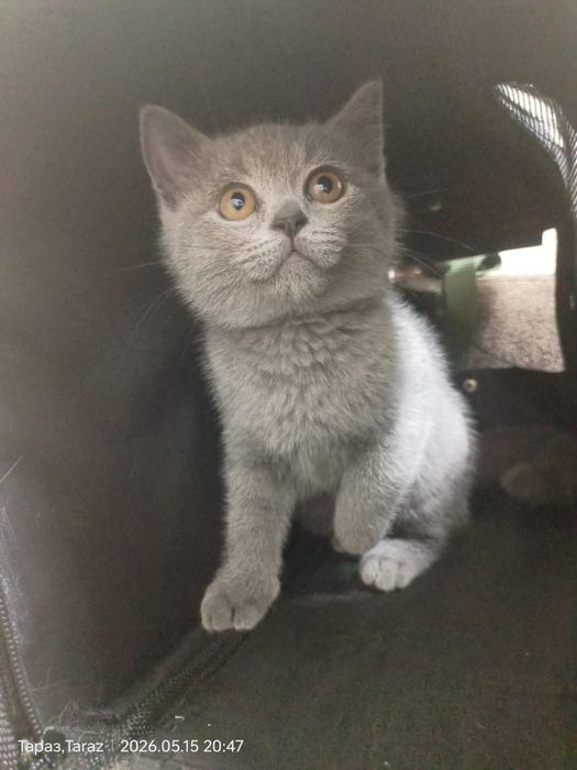 Котёнок британец