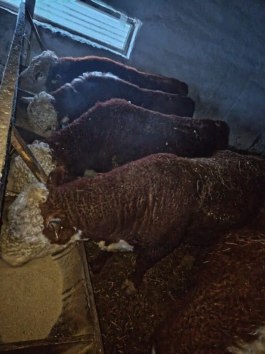 Тұқымды бұқалар сатылады.