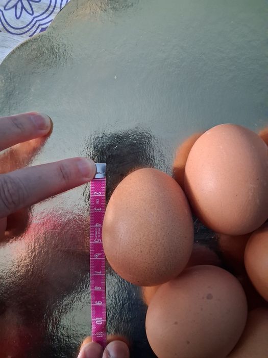 Ouă proaspete de casă