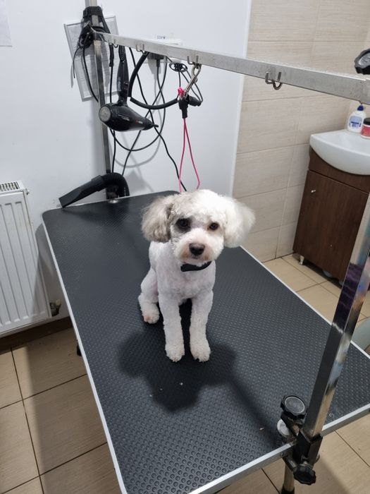 Coafor canin Micalaca