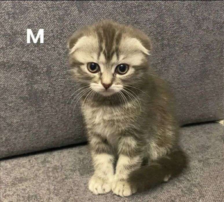 Вислоухие котята