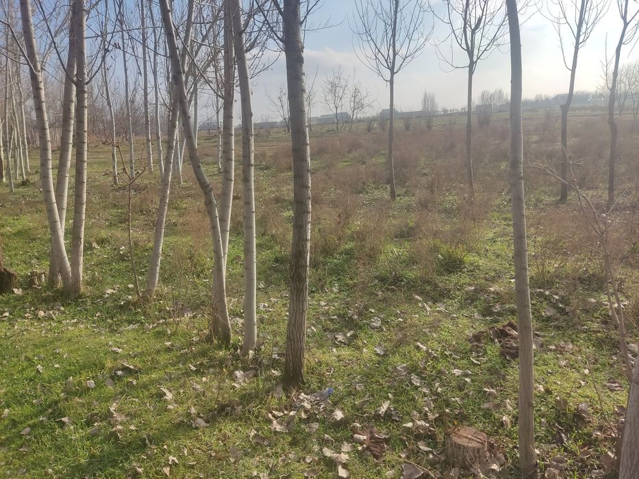 Hokim qarori bor 25soʻtix