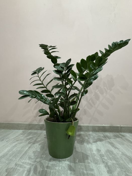 Долларовое дерево