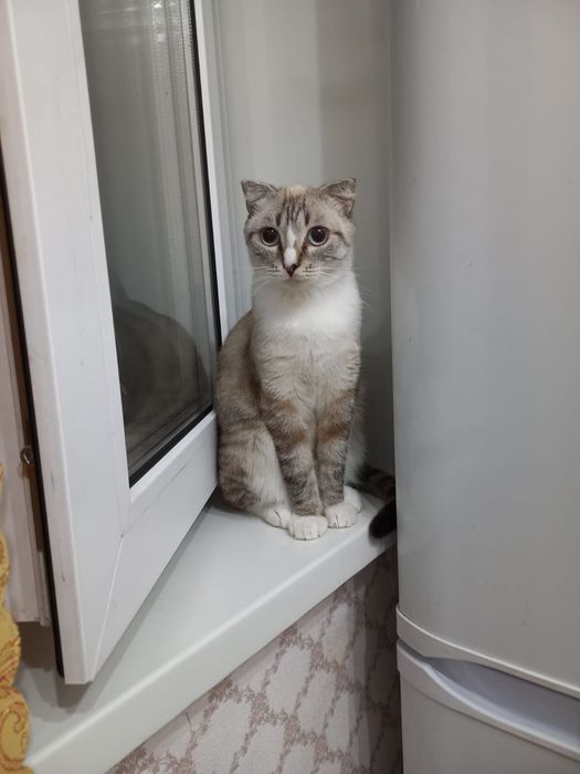 Отдам даром кошку