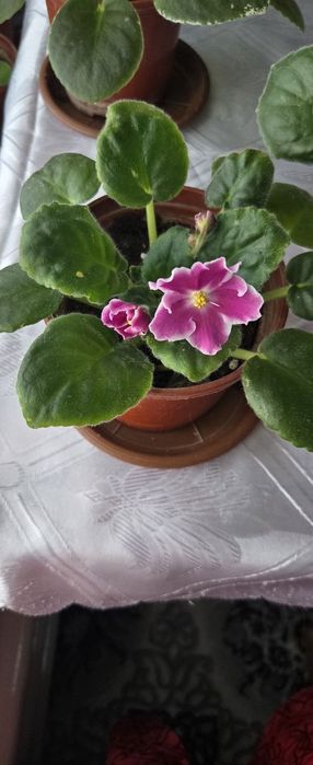 Xonaki gullar sotiladi.