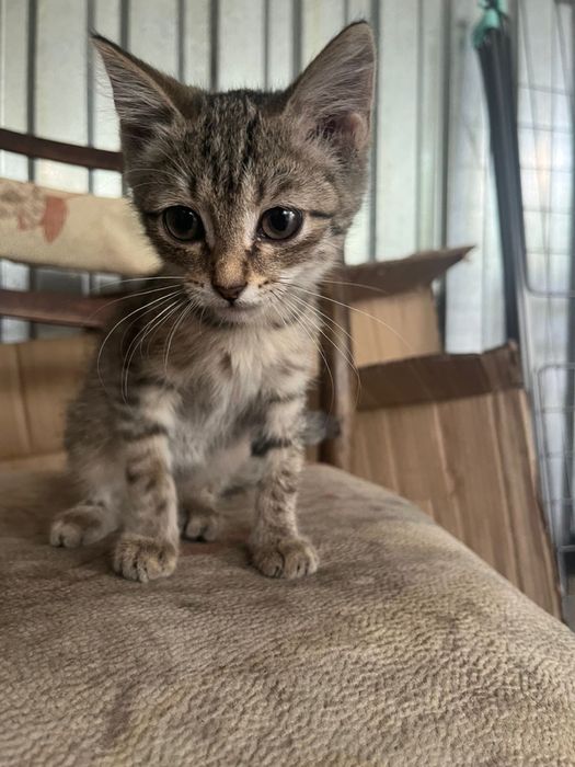Отдам котят в добрые руки