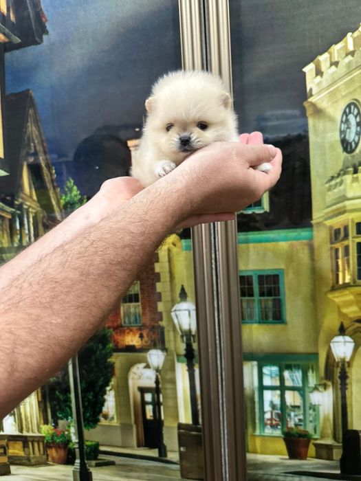 Шпицы кремовые девочки и мальчики