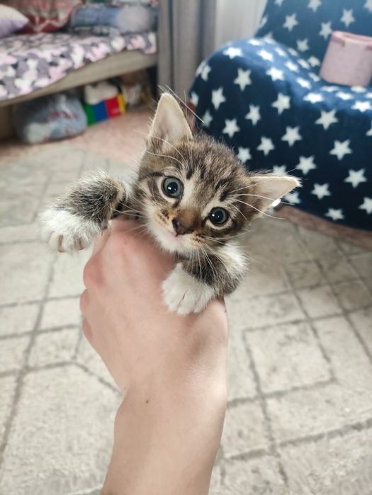 Отдам котят в добрые руки