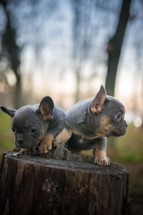 Френски булдог момче и момиче