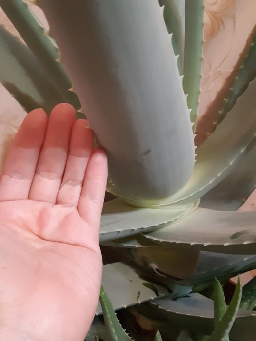 Алоэ емге арналган 5 жылдык для лечение