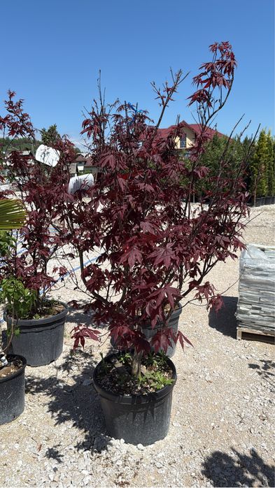 Vand plante ornamentale calitate extra