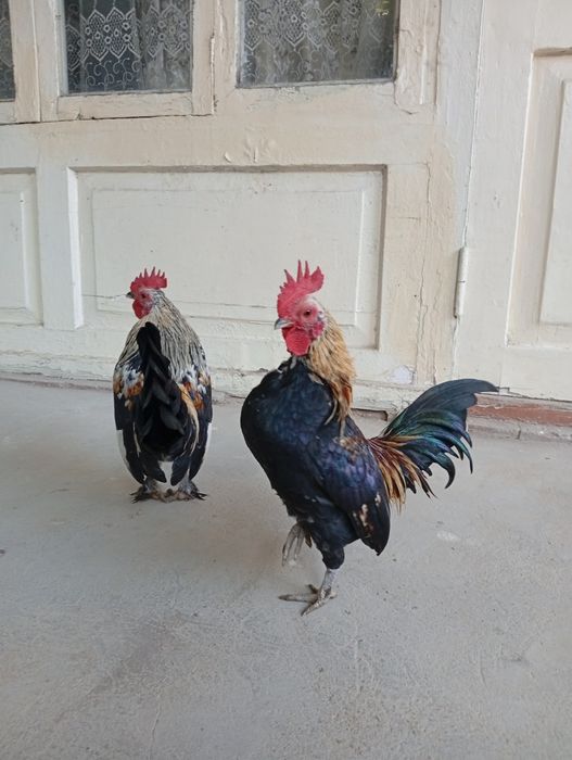 Yapon xorozla sotiladi