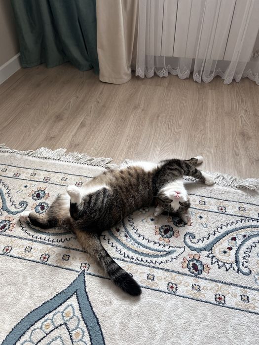 Отдам кота в хорошие руки !