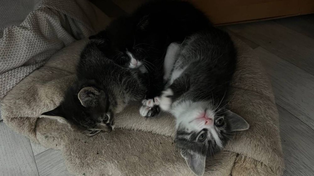 Котят в добрые руки