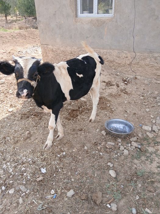 Таналар, Телята ,