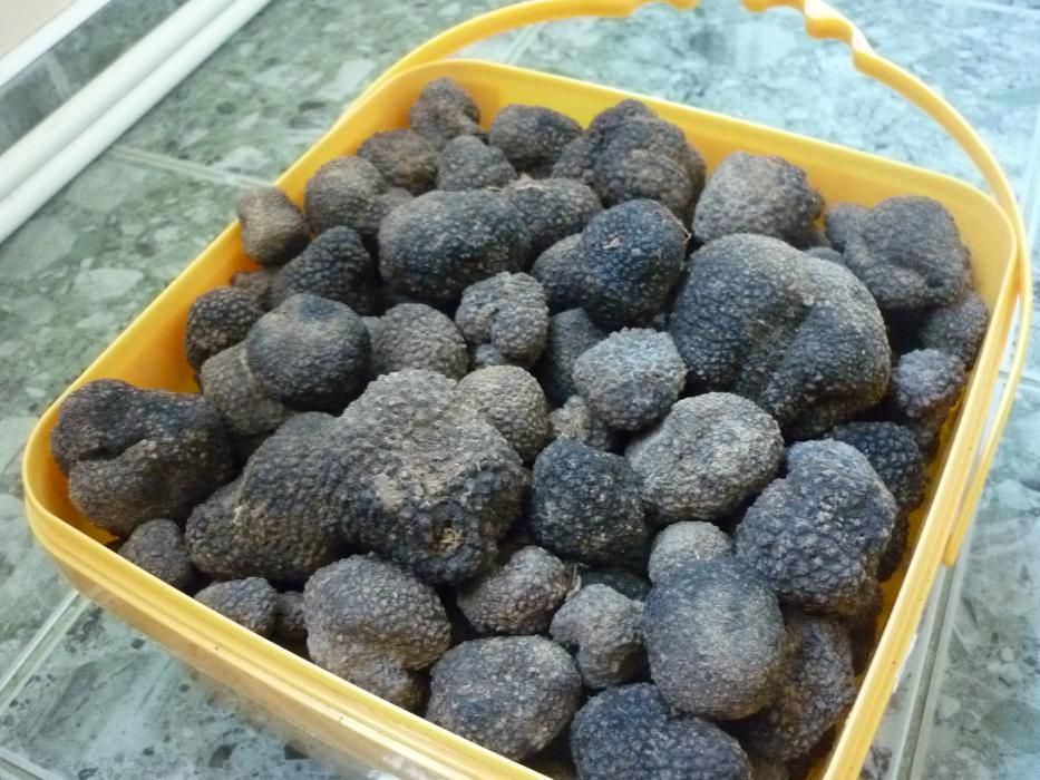 предлагам трюфели за обучение на кучета и лична консумаци