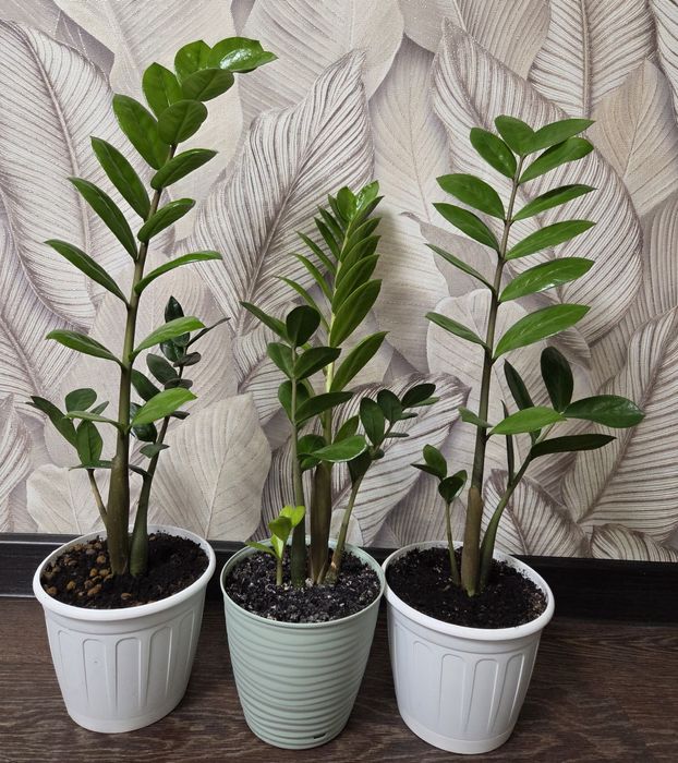 Продам комнатные цветы.