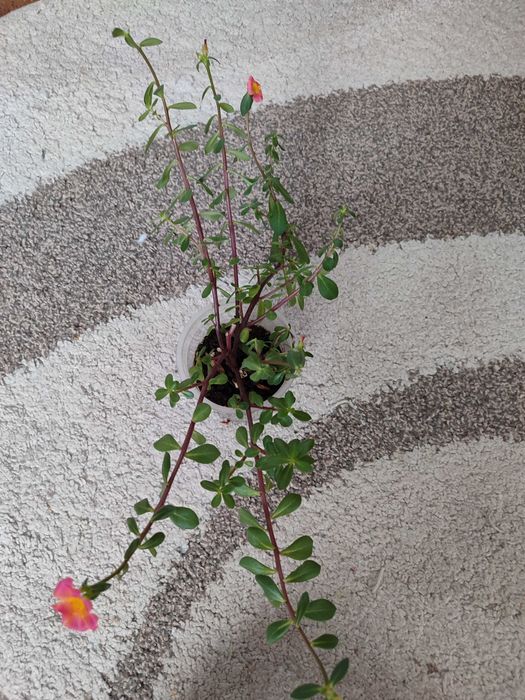 Продам комнатные цветы