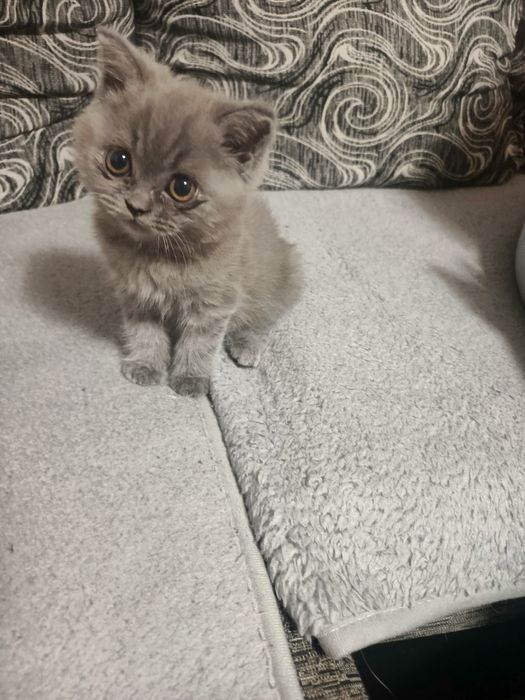 Коте британче на 2 м