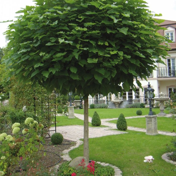 Фиданки от каталпа