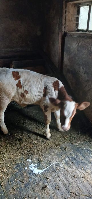 Vând vițică                .