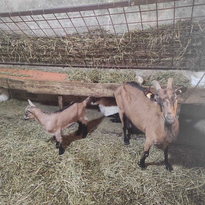 Capre Alpine de vanzare