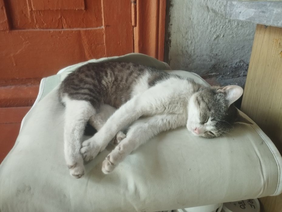 Отдам котенка крысоловки