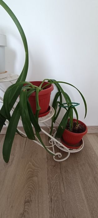 Кливия оранжеви цветове