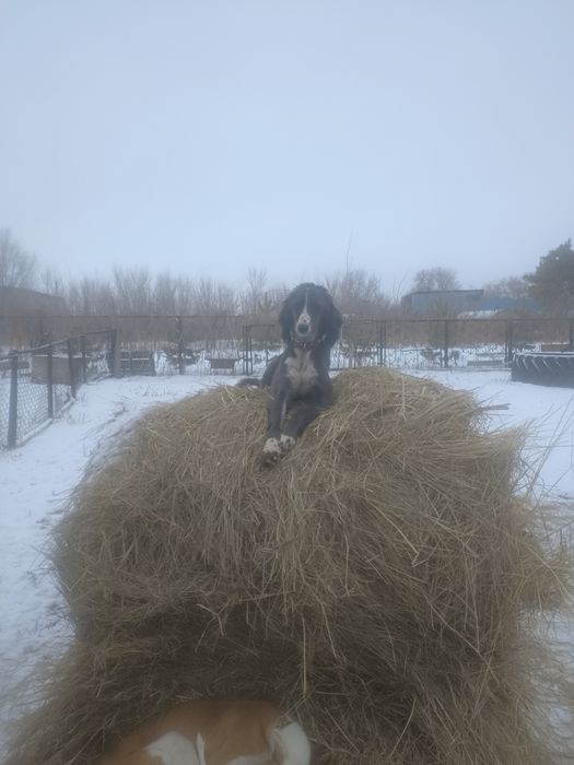 Продаю тазы (сучка)